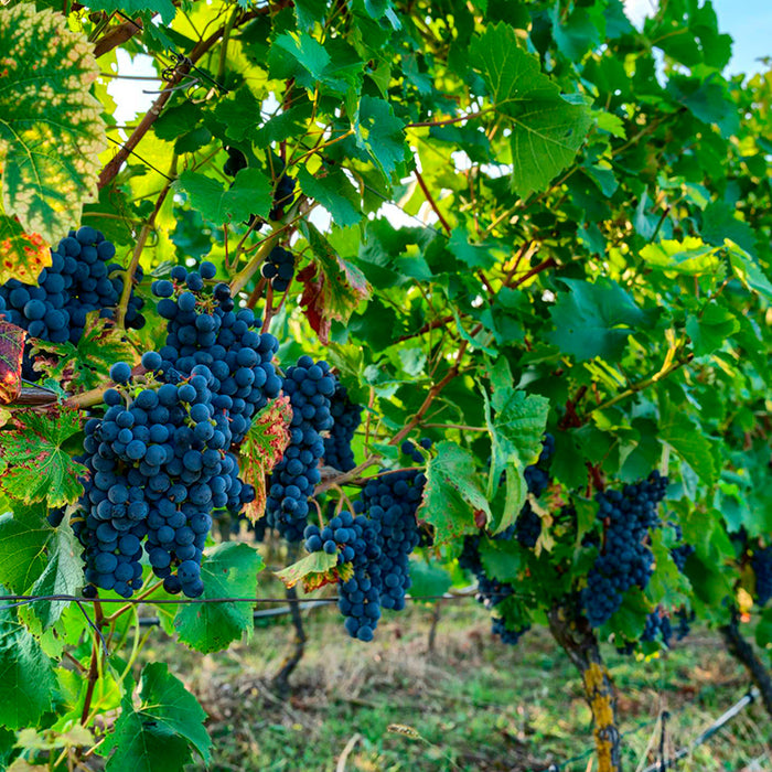 Domaine La Barbotaine - Sancerre Rødvin